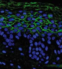 Dettaglio di epidermide umana ricostruita