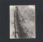 045_19630500_gasdotto_zip